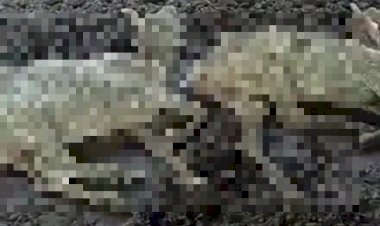 गौशाला में लगातार गौवशों की मौतों का सिलसिला जारी, जिम्मेदार कर रहे लापरवाही