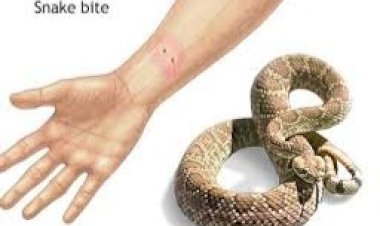सांप को हाथ से मारने के दौरान सांप ने डस लिया, युवक की मौत